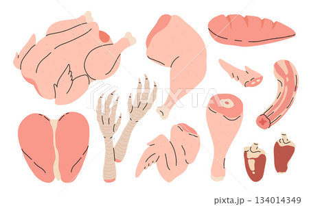 Chicken meat part set, parts of carcass, brisket wing, fillet, legs, heart, neck, feet, whole chicken. vector Illustrations on a white background 134014349