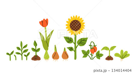 Seedlings, Germination of sprouts for planting. Spring flowers, tulip, sunflower, strawberry. Set of hand drawn vector illustration isolated on white background. Seedlings, Germination of sprouts for planting. Spring flowers, tulip, sunflower, strawberry. Set of hand drawn vector illustration isolated on white background. 134014404