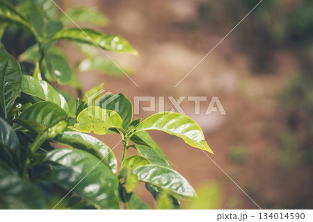 Banner Agriculture Green coffee tree growing berry bean plant. Coffee tree farm growth in eco organic garden. Panorama Fresh coffee bean green leaf bush berry plant arabica garden with copy space 134014590