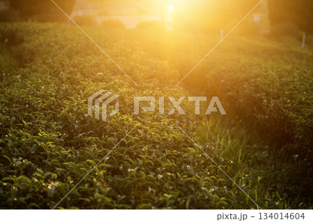 Green tea tree leaves field Fresh young tender bud herbal in farm on summer morning. Sunlight Green tea tree plant camellia sinensis in organic farm. Close up Tree tea plant green nature in morning Green tea tree leaves field Fresh young tender bud herbal in farm on summer morning. Sunlight Green tea tree plant camellia sinensis in organic farm. Close up Tree tea plant green nature in morning 134014604