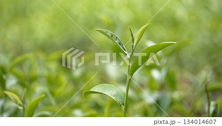 Green tea tree leaves field young tender bud herbal Green tea tree in camellia sinensis organic farm. Close up Fresh Tree tea plantations mountain green nature in herbal farm plant background morning 134014607