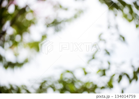 Blur background green park garden nature bright sunny forest. Blurry outdoor park in spring time glowing shinny day template with sunlight bokeh. Abstract blurred background banner copy space. Blur background green park garden nature bright sunny forest. Blurry outdoor park in spring time glowing shinny day template with sunlight bokeh. Abstract blurred background banner copy space. 134014759