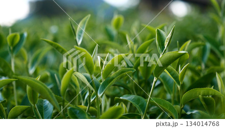 Green tea tree leaves field young tender bud herbal Green tea tree in camellia sinensis organic farm. Close up Fresh Tree tea plantations mountain green nature in herbal farm plant background morning 134014768