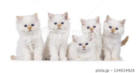 Sacred Birman cat kittens on white 134014928