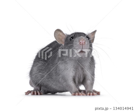 Tame rat on white background Tame rat on white background 134014941
