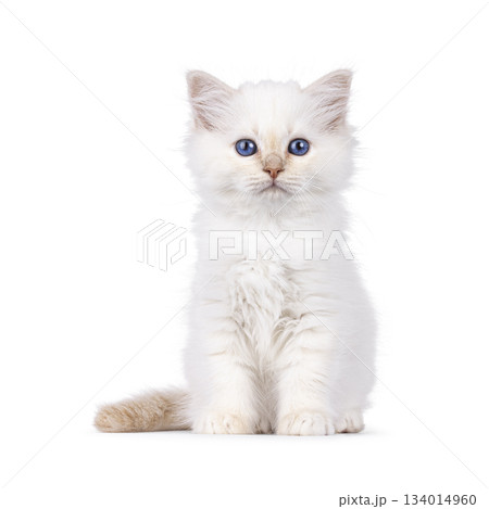 Red Sacred Birman kitten on white 134014960