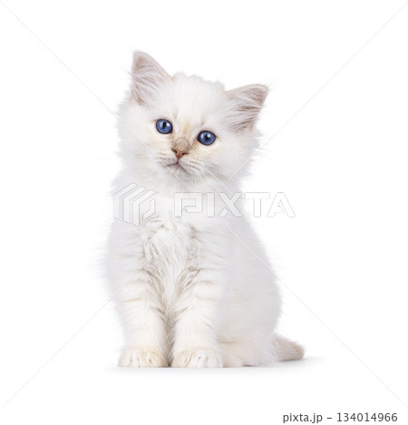 Red Sacred Birman kitten on white Red Sacred Birman kitten on white 134014966