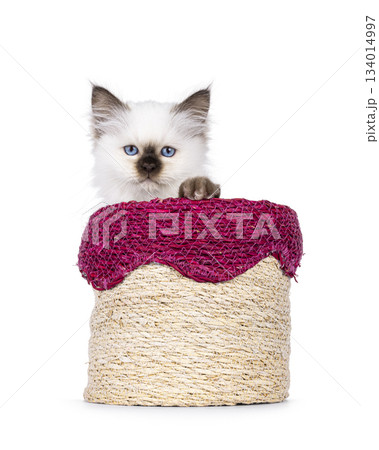 Seal point Sacred Birman kitten on white 134014997