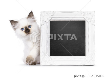 Seal point Sacred Birman kitten on white 134015002