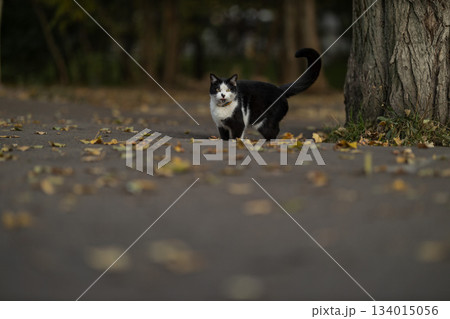 cat walks along a path covered with fallen leaves. The scene shows a tree nearby. It is afternoon and the light filters through the trees. The cat looks alert and curious. 134015056