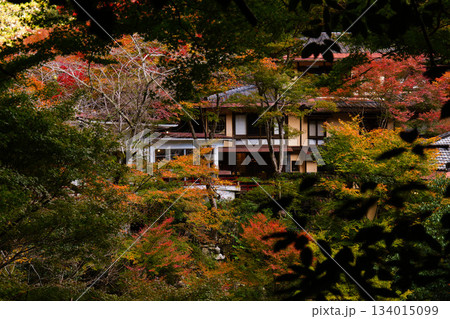 紅葉に包まれた古民家 134015099