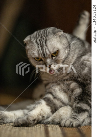 Scottish cat is sitting on a soft surface. It is grooming itself by licking its fur. The indoor setting looks comfortable. The cat appears focused on its cleaning routine. Scottish cat is sitting on a soft surface. It is grooming itself by licking its fur. The indoor setting looks comfortable. The cat appears focused on its cleaning routine. 134015124