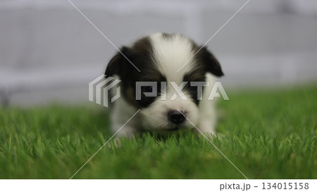 パピヨンの子犬 パピヨンの子犬 134015158