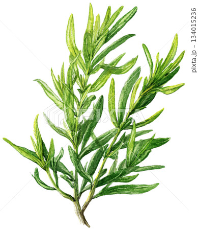 rosemary rosemary 134015236
