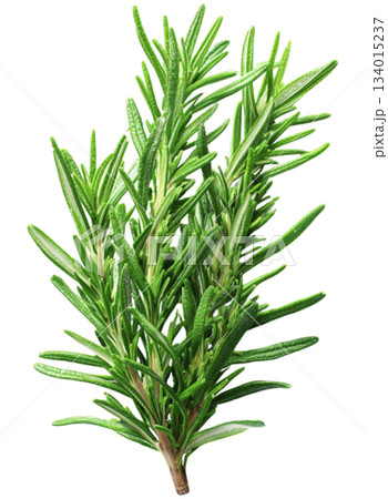 rosemary 134015237