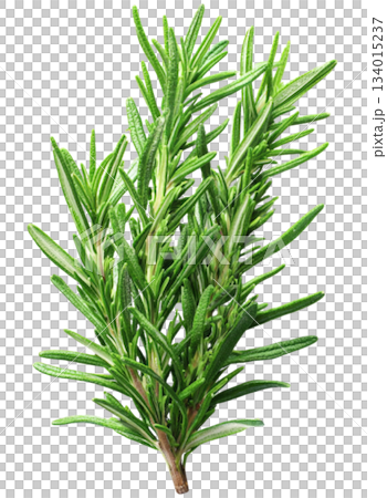rosemary 134015237