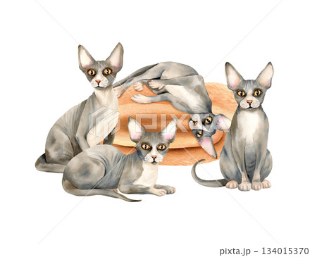 Four sphynx cats, plaid. Cozy home lifestyle composition with domestic animal, hairless kitty. Watercolor isolated hand drawn illustration of cute pet character. Warm blanket, rolled knitted stole Four sphynx cats, plaid. Cozy home lifestyle composition with domestic animal, hairless kitty. Watercolor isolated hand drawn illustration of cute pet character. Warm blanket, rolled knitted stole 134015370