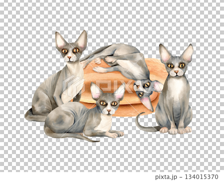Four sphynx cats, plaid. Cozy home lifestyle composition with domestic animal, hairless kitty. Watercolor isolated hand drawn illustration of cute pet character. Warm blanket, rolled knitted stole Four sphynx cats, plaid. Cozy home lifestyle composition with domestic animal, hairless kitty. Watercolor isolated hand drawn illustration of cute pet character. Warm blanket, rolled knitted stole 134015370