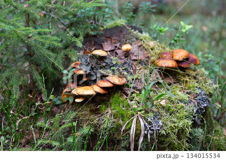 Cluster of honey fungus (Armillaria) also known as honey agaric growing on a forest 134015534