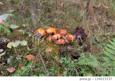 Close up of young Common rustgill Fungi, Gymnopilus penetrans, synonym Gymnopilus sapineus golden-yellow or orange-yellow to brown-yellow, smooth, domed hat in natural environment on a tree stump Close up of young Common rustgill Fungi, Gymnopilus penetrans, synonym Gymnopilus sapineus golden-yellow or orange-yellow to brown-yellow, smooth, domed hat in natural environment on a tree stump 134015537