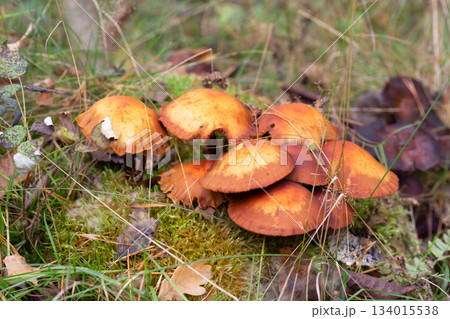 Close up of young Common rustgill Fungi, Gymnopilus penetrans, synonym Gymnopilus sapineus golden-yellow or orange-yellow to brown-yellow, smooth, domed hat in natural environment on a tree stump 134015538