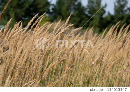 Autumn Wild Grass in Countryside Meadow Autumn Wild Grass in Countryside Meadow 134015547