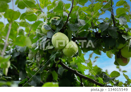 Nature, farming and apples on tree in orchard for growth, harvest and organic produce outdoors. Agriculture, natural background and fruit for sustainability, ecology and healthy food in countryside. Nature, farming and apples on tree in orchard for growth, harvest and organic produce outdoors. Agriculture, natural background and fruit for sustainability, ecology and healthy food in countryside. 134015549