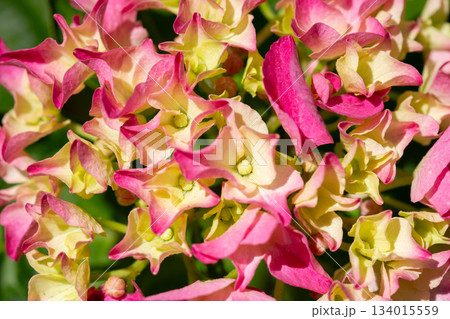 Bursts of red and yellow flower bloom in spring. Hydrangea macrophylla is a species of flowering plant in the family Hydrangeaceae, macro 134015559