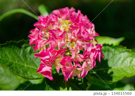 Bursts of red and yellow flower bloom in spring. Hydrangea macrophylla is a species of flowering plant in the family Hydrangeaceae, macro Bursts of red and yellow flower bloom in spring. Hydrangea macrophylla is a species of flowering plant in the family Hydrangeaceae, macro 134015560