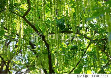 Branches with flowering catkins of Caucasian Walnut or Pterocarya Fraxinifolia tree 134015564