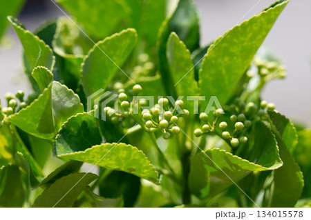 Wintercreeper Emerald Gaiety - Latin name - Euonymus fortunei Emerald Gaiety. Bright green leaves with buds on a bush in close-up. Natural green background. 134015578