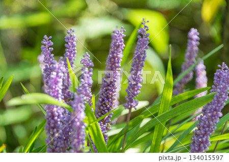 木漏れ日の中で鮮やかに咲く紫色のヤブランの花 134015597
