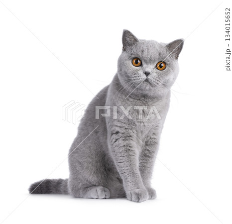 Blue British Shorthair cat on white 134015652