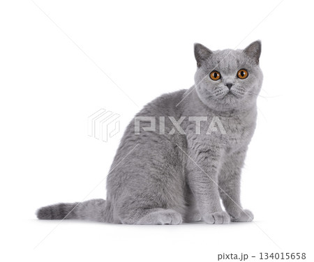 Blue British Shorthair cat on white 134015658