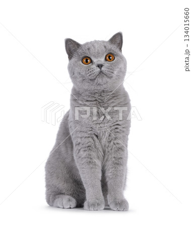 Blue British Shorthair cat on white Blue British Shorthair cat on white 134015660