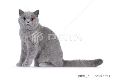 Blue British Shorthair cat on white Blue British Shorthair cat on white 134015664
