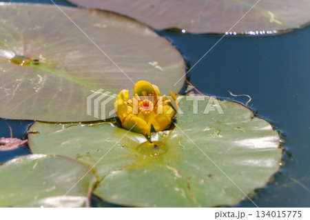 水面に咲くコウホネの黄色い花 水面に咲くコウホネの黄色い花 134015775