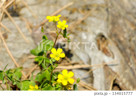春の日差しを浴びて咲くカタバミの黄色い花と三つ葉 春の日差しを浴びて咲くカタバミの黄色い花と三つ葉 134015777