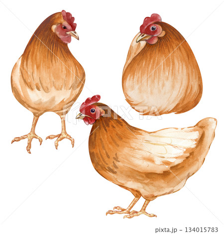 A set of several brown and orange hens. Watercolor illustration on an isolated background. Poultry yard, sitting and standing birds for farm and countryside designs in natural colors. Vintage 134015783