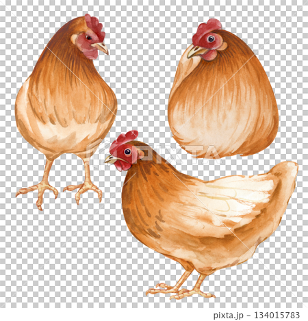 A set of several brown and orange hens. Watercolor illustration on an isolated background. Poultry yard, sitting and standing birds for farm and countryside designs in natural colors. Vintage 134015783