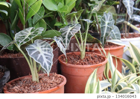 Alocasia Bambino plant on nursery 134016043
