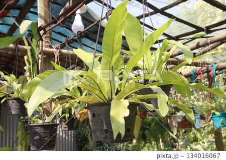 Brassolaeliocattleya orchid flower plant on hanging pot 134016067