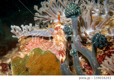A nudibranch, Nembrotha lineolata, at a beautiful coral reef in Puerto Galera, Philippines 134016281