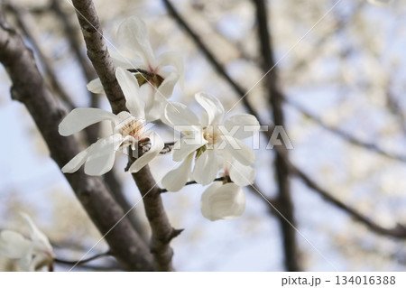 北海道の公園に咲くコブシの花 北海道の公園に咲くコブシの花 134016388