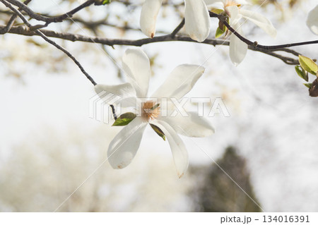 北海道の公園に咲くコブシの花 134016391