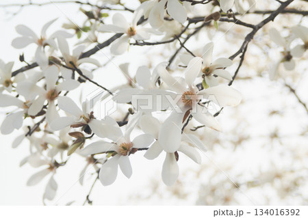 北海道の公園に咲くコブシの花 北海道の公園に咲くコブシの花 134016392