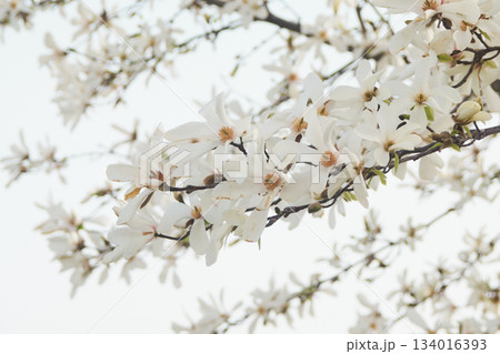 北海道の公園に咲くコブシの花 134016393