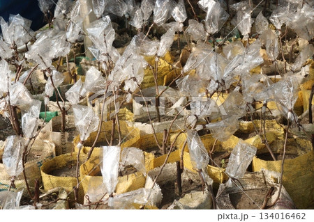 Bougainvillea flower plant on farm Bougainvillea flower plant on farm 134016462