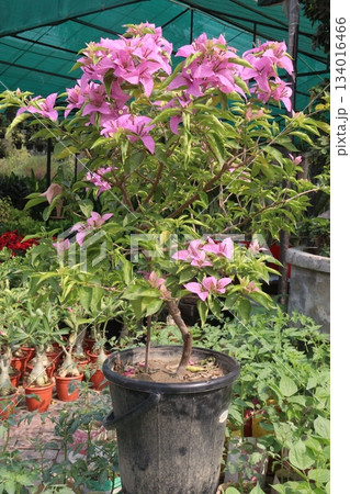 Bougainvillea flower plant on farm 134016466