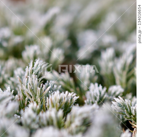 Hoarfrost covering green plants, creating a delicate frozen texture during winter's cold season 134016654